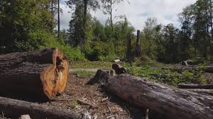 Best Fruit Tree Pruning  in Barker Heights, NC
