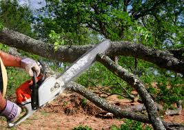 Seasonal Cleanup (Spring/Fall) in Barker Heights, NC