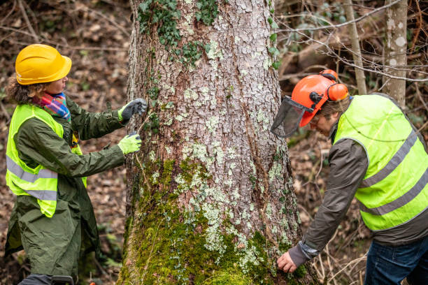 How Our Tree Care Process Works  in  Barker Heights, NC